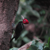 ズアカエボシゲラ(Pale-billed Woodpecker)