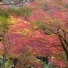 修善寺で 紅葉狩り