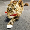 7. 猫アレルギーの男が猫カフェ挑戦！