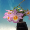 Dendrobium loddigesii `Pink Starlight'   