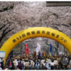 『第53回相模原市民桜まつり』開催結果(2026/4/8)