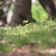 春の木に訪れた小鳥は･･･