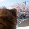 4月2日　ウチからもお花見