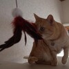 猫じゃらしを買ってみました
