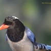 Red-billed Blue Magpie サンジャク (北インドの鳥その2)