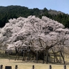 淡墨桜