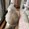 夜の猛烈ひもじゃらし遊び