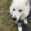 休日はたっぷり散歩