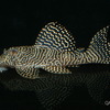 【熱帯魚】クイーンアラベスクプレコ　QA0203D