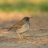 近所で鳥を見たよ（２０２１　０１３０）その１