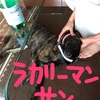 甲斐犬サンはラグビーワールドカップを応援します！〜大変名誉ナコトダョ( ^ω^ )