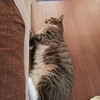 キャットドック