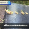 トモコレ日記　天下の大将軍とホロの清楚担当が島に襲来？