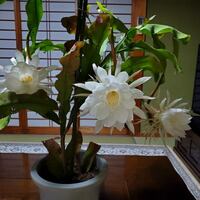 今年3度目の月下美人の開花です
