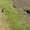 今日の晩酌と、にゃんこ達