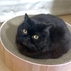 ４連休は花見でポイント稼ぎ