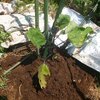 ナスの切り戻し長期収穫仕立て 