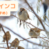 ふくらインコ