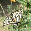 庭のアゲハチョウ（キアゲハ）の羽化。庭で出会ったアオスジアゲハと白い蛾の写真も。