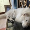 今日は雨のち寝て曜日