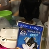 くまお203日目の朝