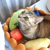 猫タルトが焼けました♡