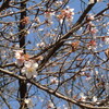 寒桜が咲いている