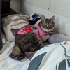 エル、乳腺腫瘍＜６８＞