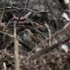 オウギビタキ(Rufous Fantail)