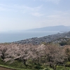 霞と桜