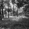 5月のフィルム写真