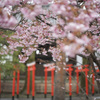 雨でちょっと色濃くなった豊国神社さんの蜂須賀桜@2024