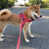 柴犬に噛まれる