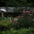 Kamakura snap #27