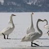 白鳥のイメージが志村けんって人はドリフ世代