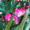 春のローズマリー・グレビレアの花たち