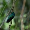 パナマヒメエメラルドハチドリ(Blue-tailed Emerald)