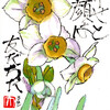 【西東京の植物絵手紙（8）…田無町、田無山総持寺境内でフサザキスイセンの花に出会った！】