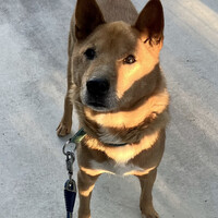 ぺろぺろアンテナ