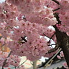 【福岡】櫛田神社の河津桜と沖縄の寒緋桜