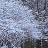 ２０２４・３・６　水野美術館で桜の絵にハッとした寒い寒い日