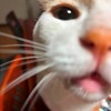 PCの世界は甘い罠がいっぱい。保護猫くん百面相。