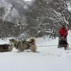 昨日の半年振りのカンジキ人ゾリ犬ゾリでの水汲み、キャタビラーバギーの為に道を作りながら六時間半