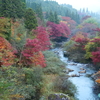 愛知県三河地方の紅葉≪#1≫大井平公園（その１） ― つり橋の下流側の遊歩道 ―