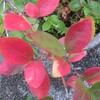 我が家の紅葉