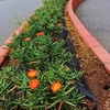 暑さ・乾燥に強い園芸植物