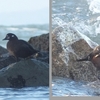 高萩海岸の鳥