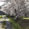 桜の見える風景を歩いてました。