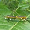羽化中のキバラヘリカメムシ