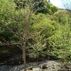 還暦は鼻たれ小僧おらが村😩🌿